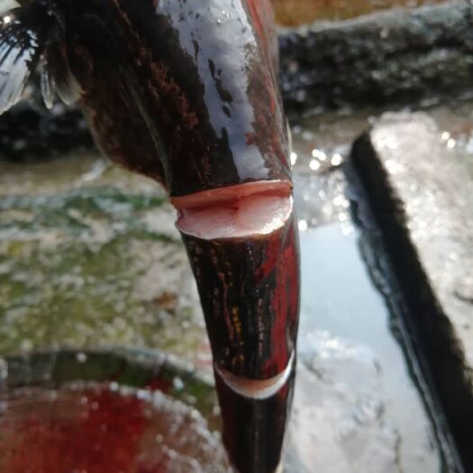 兴义市大口鲶鱼  万峰湖生态鲶鱼 胡 子鲶鱼