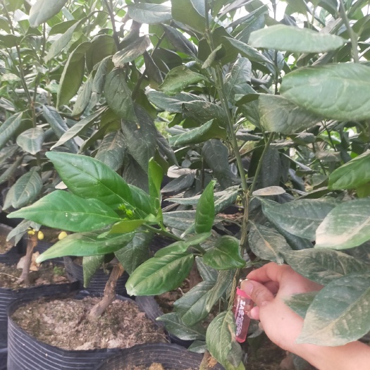 富川县纽荷尔脐橙苗  纯正果苗