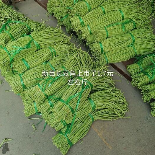 合浦县绿翡翠长豆角 40cm~70cm 