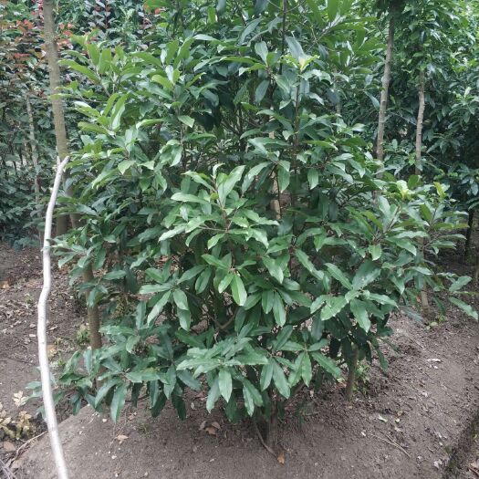南京中华石楠  土石楠