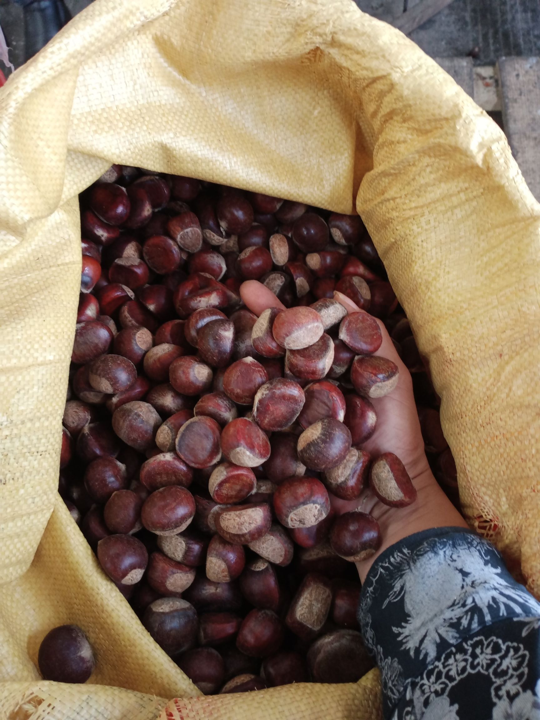 板栗  货上市。大量供应南方上等粟子。