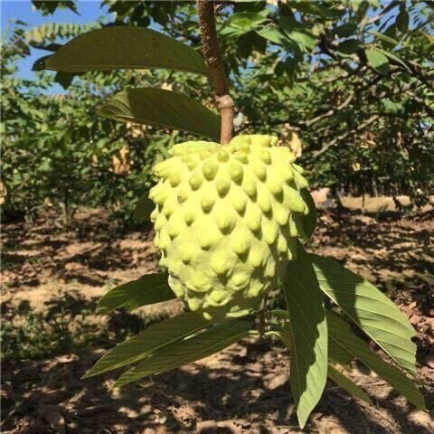 普宁市释迦果树苗凤梨释迦果甜水果释迦果苗嫁接中杯苗