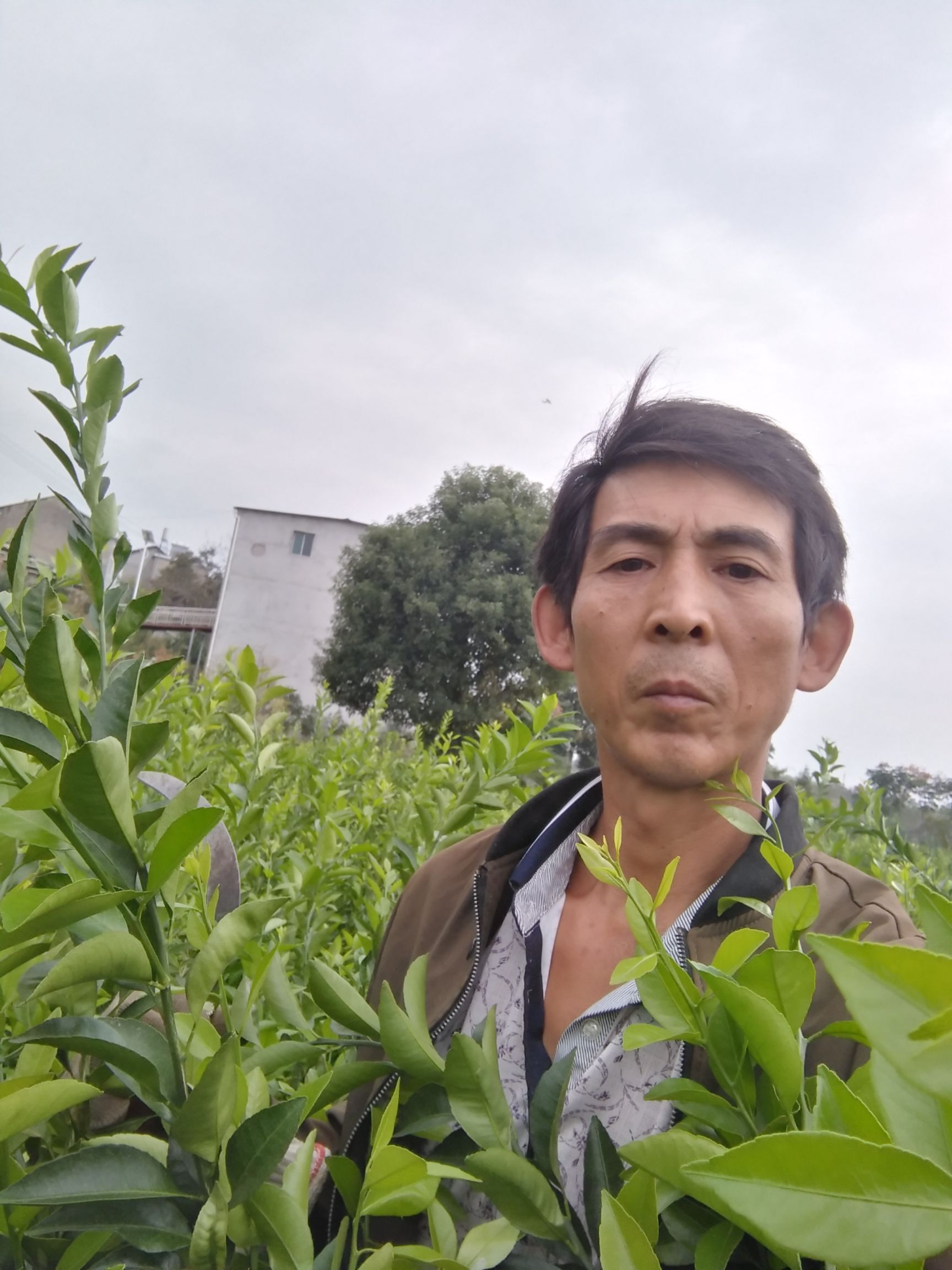 爱媛28号柑桔苗  爱媛28红美人柑橘苗