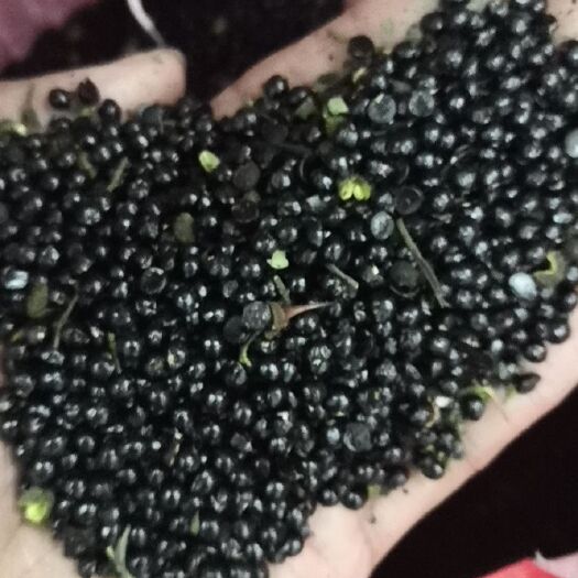成都 青花椒籽麻椒籽全干籽好油亮无异味