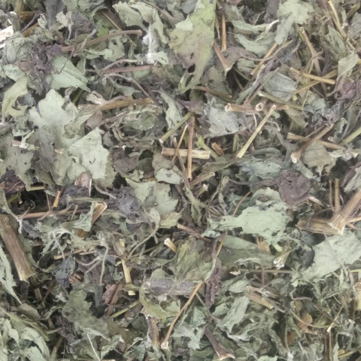 宁强县豨签草 豨莶草
