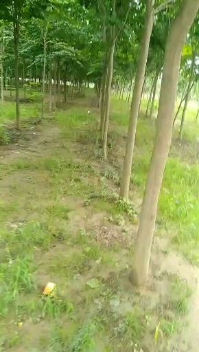 郸城县巨紫荆