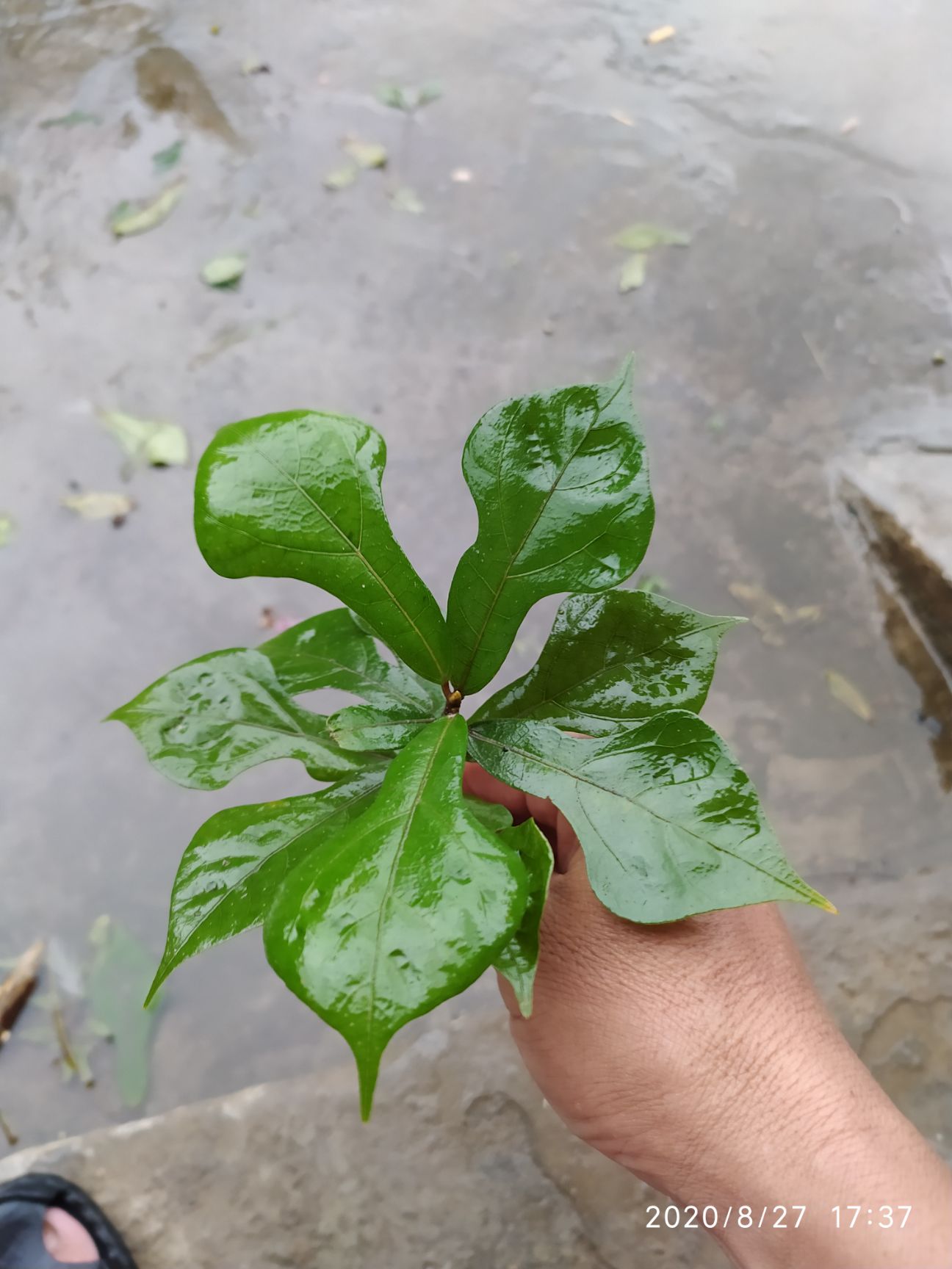 牛奶树根  牛奶根(来自五华石马山下深山老林)