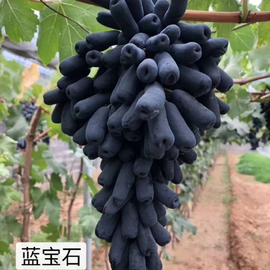 绥中县蓝宝石葡萄苗 蓝宝石嫁接苗产地直销