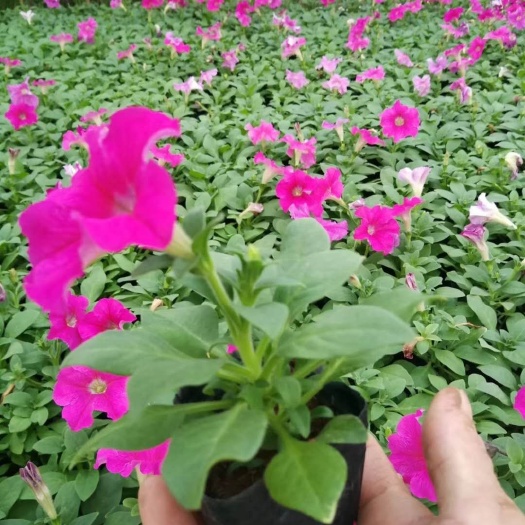 青州市矮牵牛  品种多样，品质优良，价格实惠，欢迎老板选购