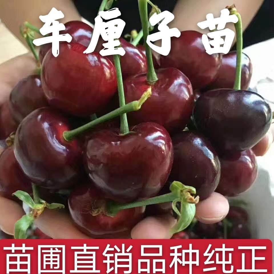 美早苗  新品种樱桃苗齐早樱桃苗美早樱桃树苗车厘子苗现挖现卖包品种