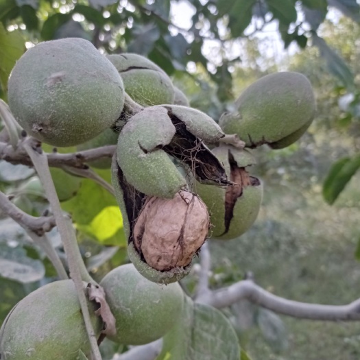 墨玉县鲜核桃 新疆正宗纸皮核桃