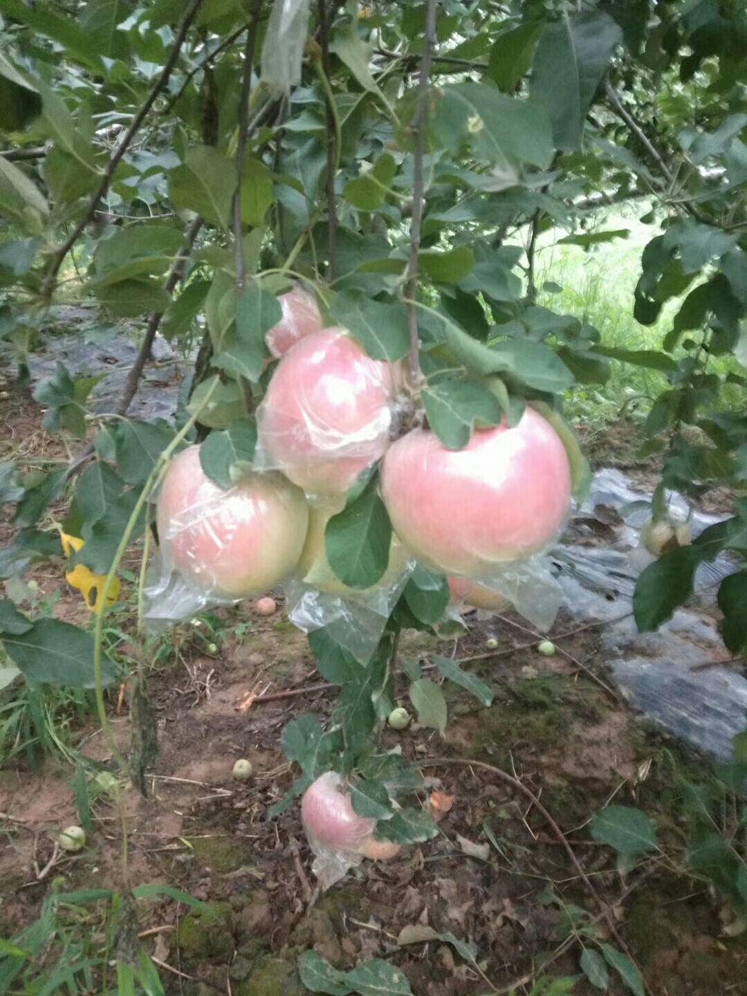 富士王苹果  早熟富士   红将军