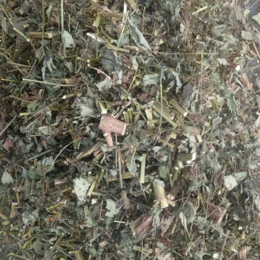 宁强县鬼针草，高海拔存天然新货绿色优等货
