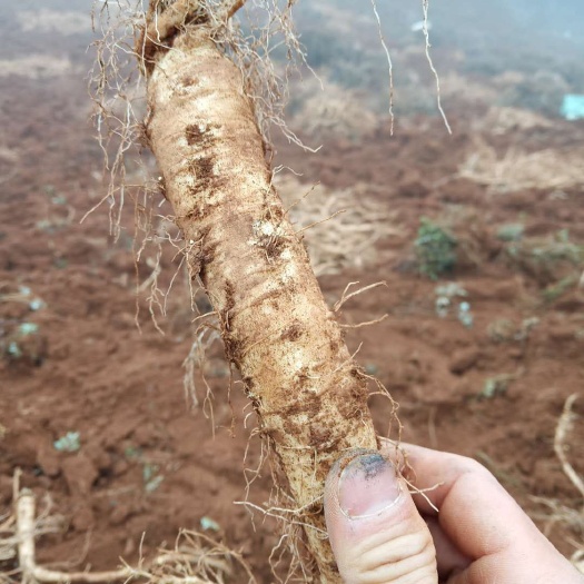 永善县臭党参 这是去年种植呢  今年需要呢老板可以订货了
