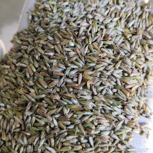 敖汉旗怀牛膝  牛膝籽