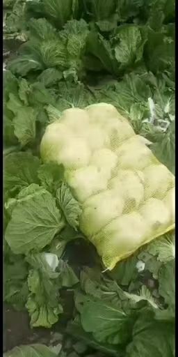 肇州县东北大白菜 东北白菜，秋黄，秋宝黄心菜