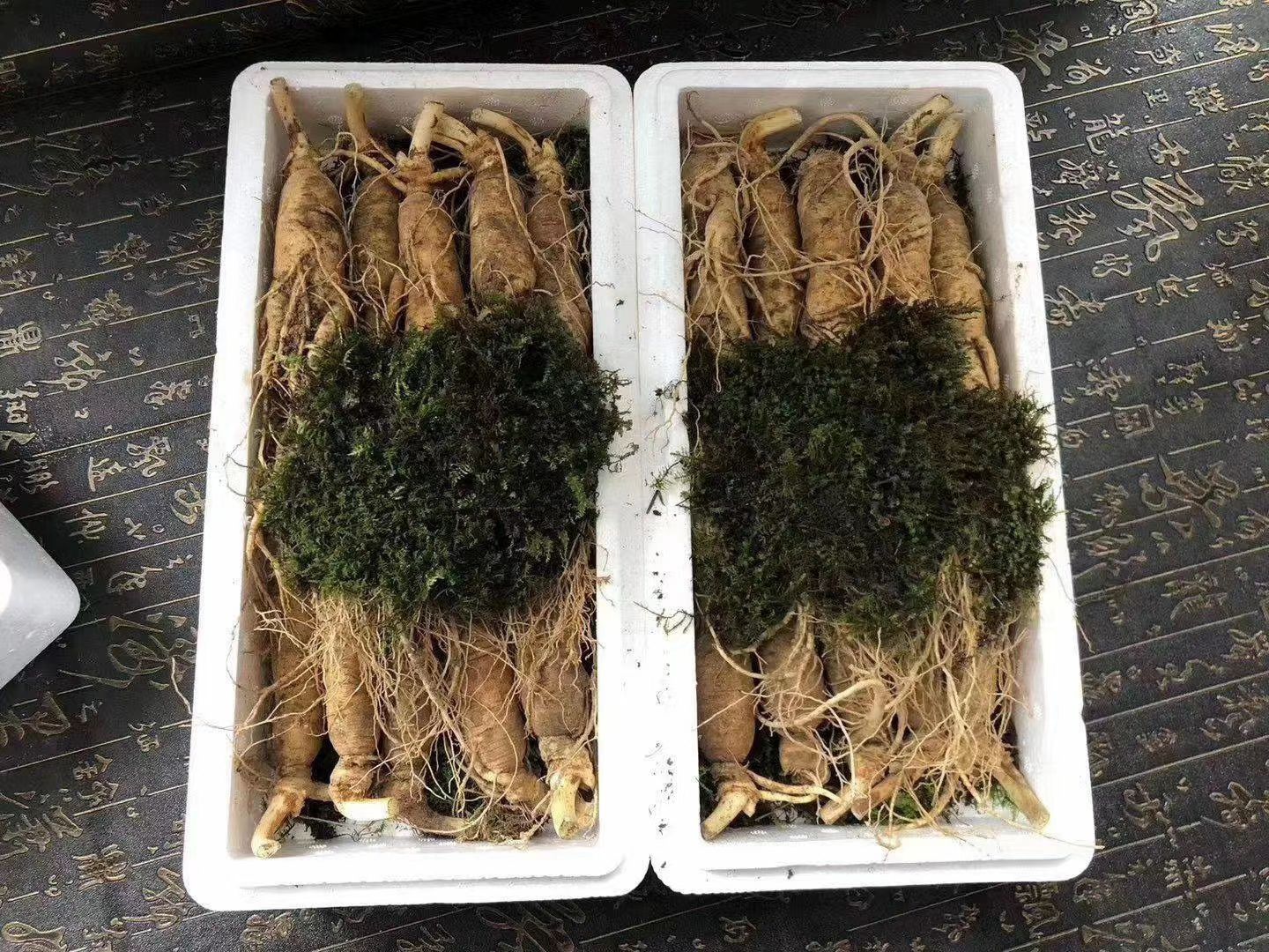 園參  長白山鮮人參，產地直銷，棵棵精品，特新鮮的人參，批發(fā)