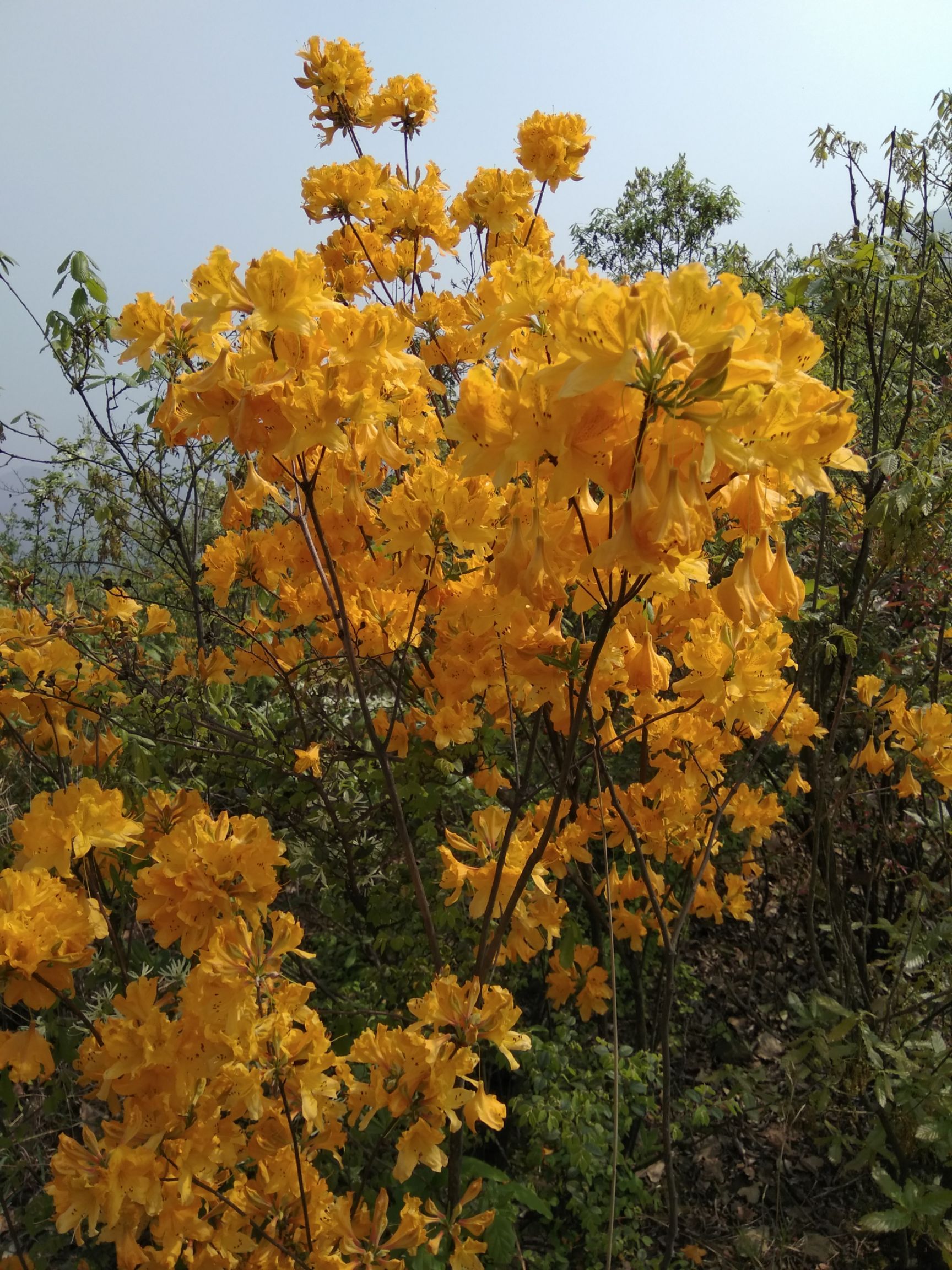 羊踯躅  黄杜鹃    种苗 干花 根部 都有售