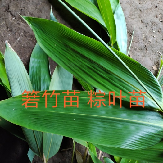 瑞昌市箬竹 箬竹苗 粽叶苗 粽叶  宽叶 产量高