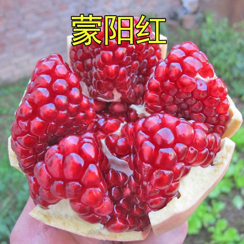  蒙阳红石榴苗嫁接苗自家育苗品种纯度高南北方均可种植成活率高