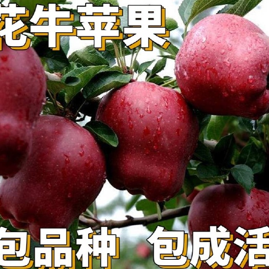 平邑县 【热销】花牛苹果树苗 基地直销 现挖现卖 山东种苗 水果种苗