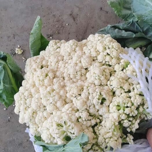 博爱县松花菜 松花