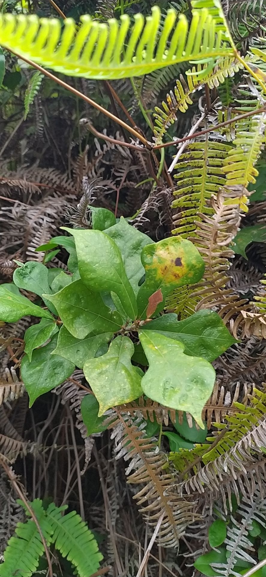 牛奶树根  牛奶根(来自五华石马山下深山老林)