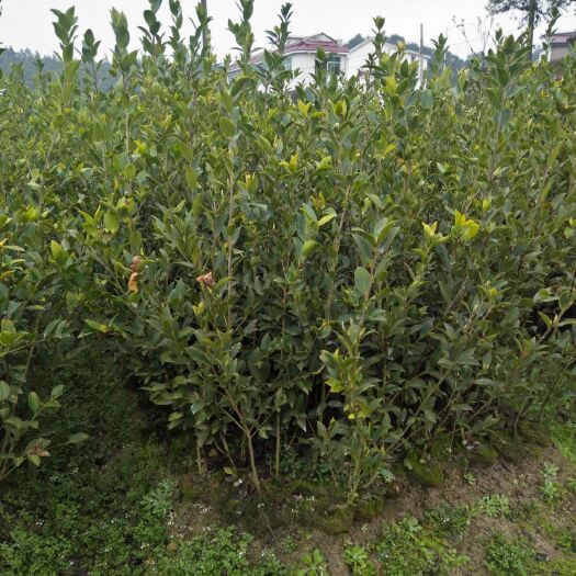 攸县油茶树苗  湘林210号高产油茶苗。