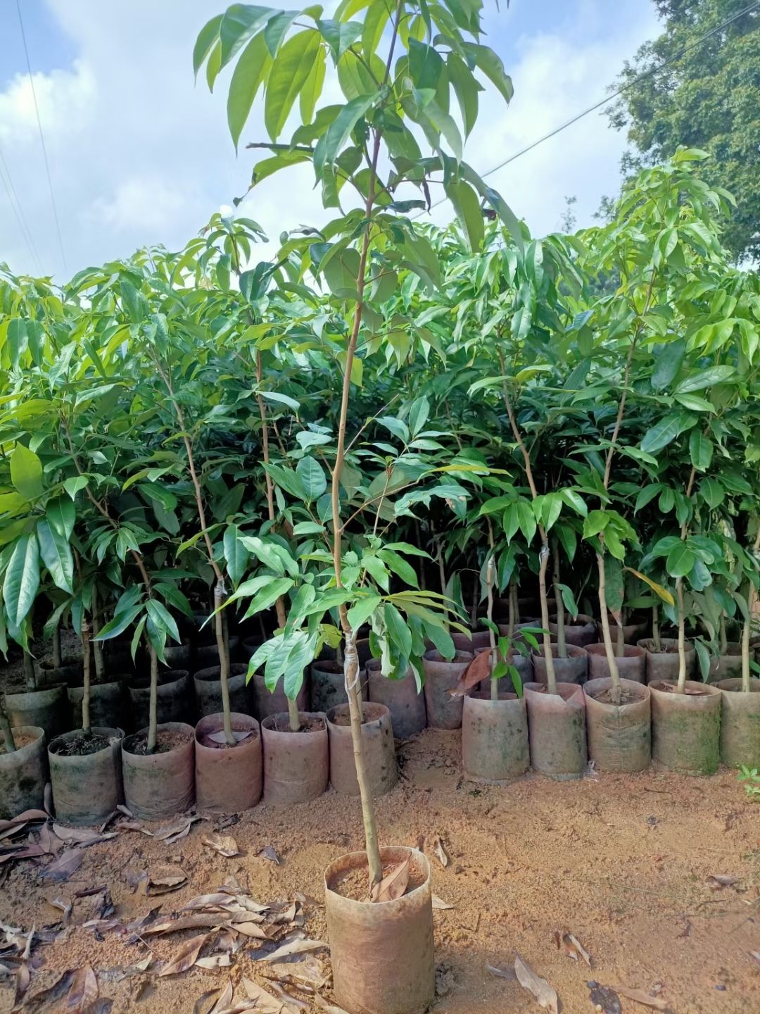 无核荔枝苗  正宗无核荔，正宗桂味，正宗妃子笑，假一培十