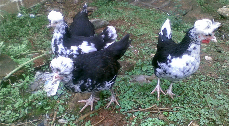 英国贵妃鸡苗 贵妃鸡出壳苗脱温苗厂家直发，云南贵州四川可发