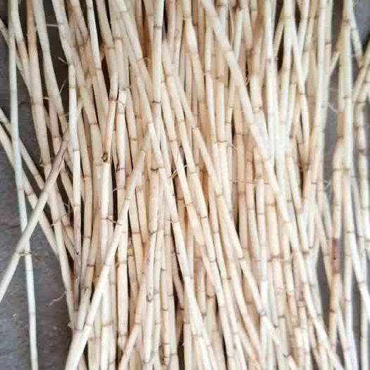 行唐县白茅根个子，白茅根条子，白茅根整棵