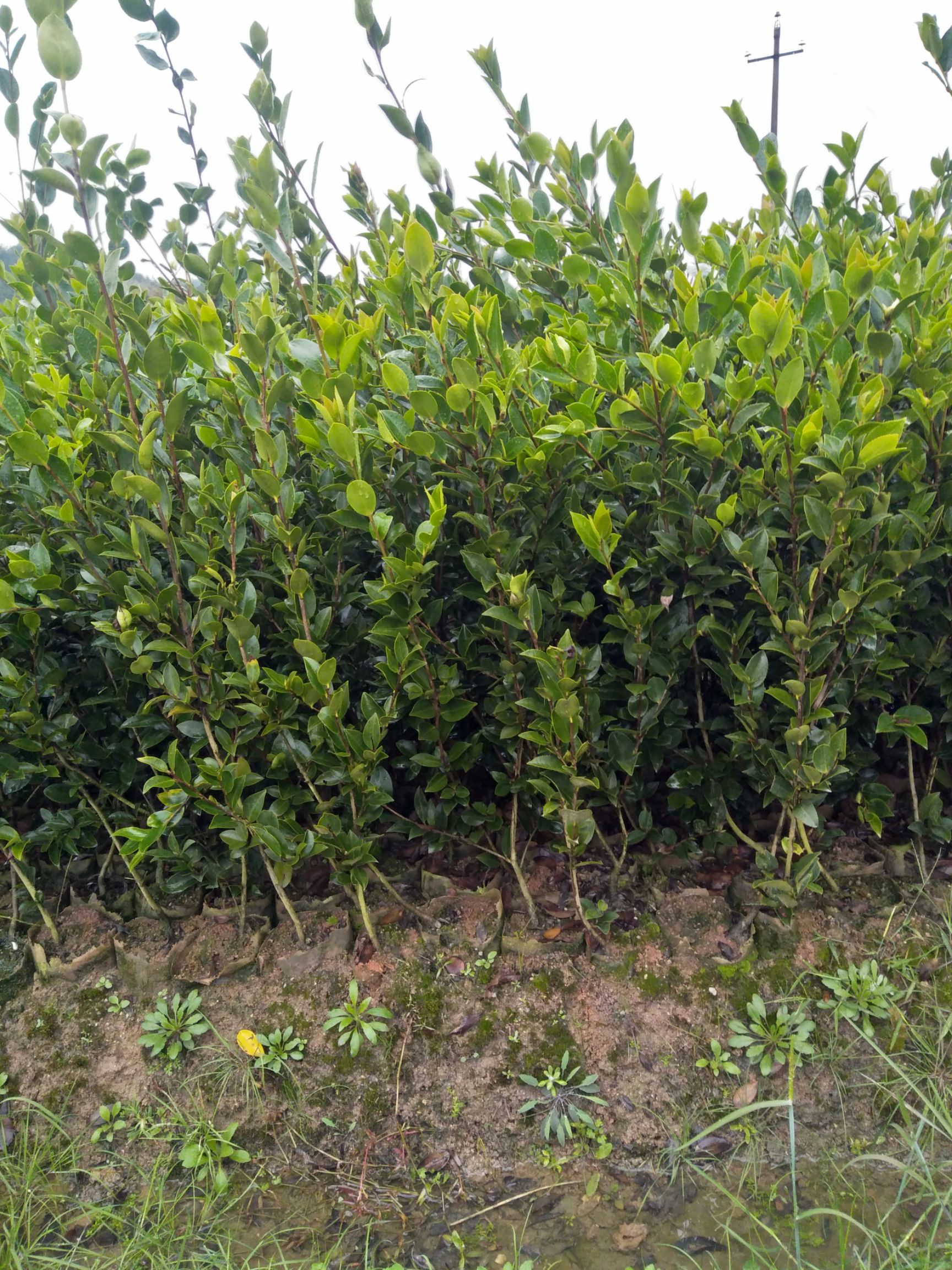 油茶树苗  湘林210号高产油茶苗。