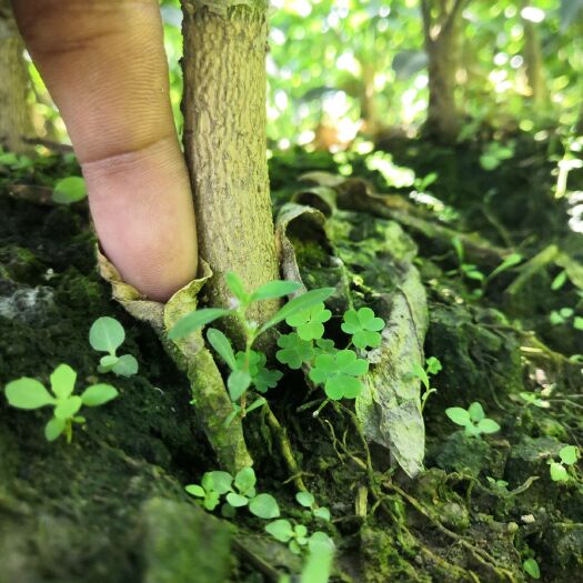 富川县091无核沃柑苗 