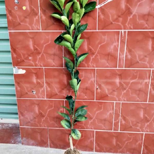 安远县赣南脐橙苗，纽贺尔黄肉脐橙。