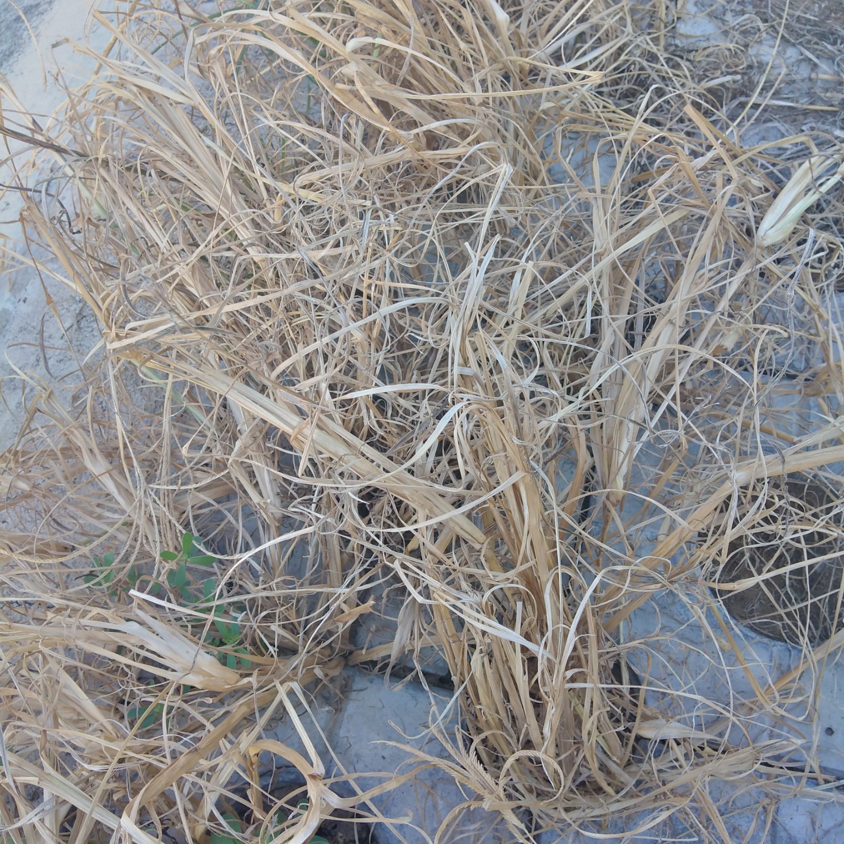 200克/升草铵膦水剂抗性恶性杂草克星果园除草更安全