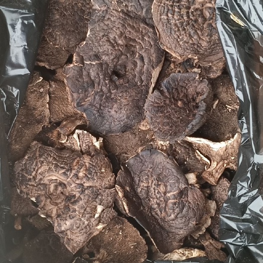 東寧市俄羅斯原始森林的虎掌菌（干）