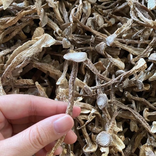 长沙古田县升丰食用菌专业合作社:优质鹿茸菇