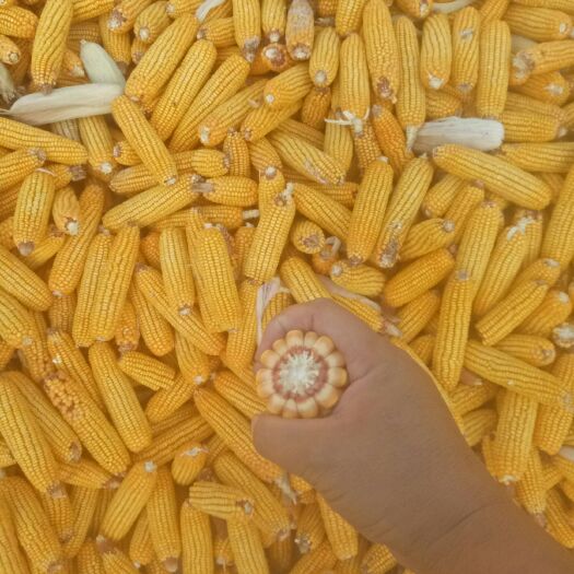 济南玉米糁  大量供应玉米棒槌