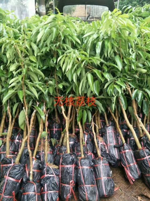 灵山县无核荔枝苗