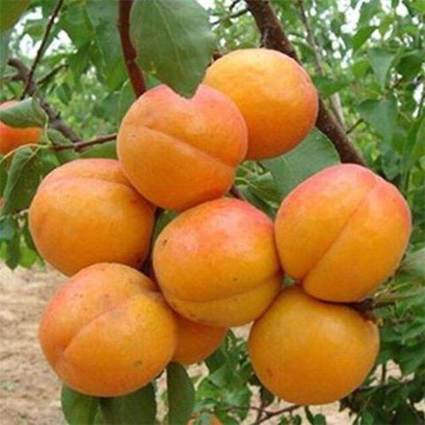 凯特杏苗 凯特杏树苗嫁接苗自家育苗品种纯度高南北方均可种植成活率高