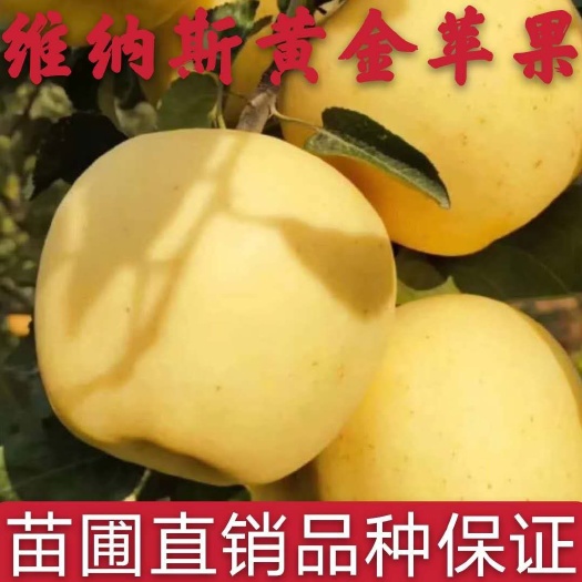 平邑县维娜斯黄金苹果树苗  苹果苗新品种维纳斯黄金苹果树苗高产短枝苹果苗现挖现卖保品种