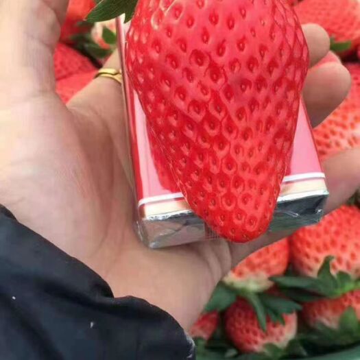 泰安红颜丰香草莓苗  红颜草莓苗 章姬草莓苗 妙七草莓苗 易管理