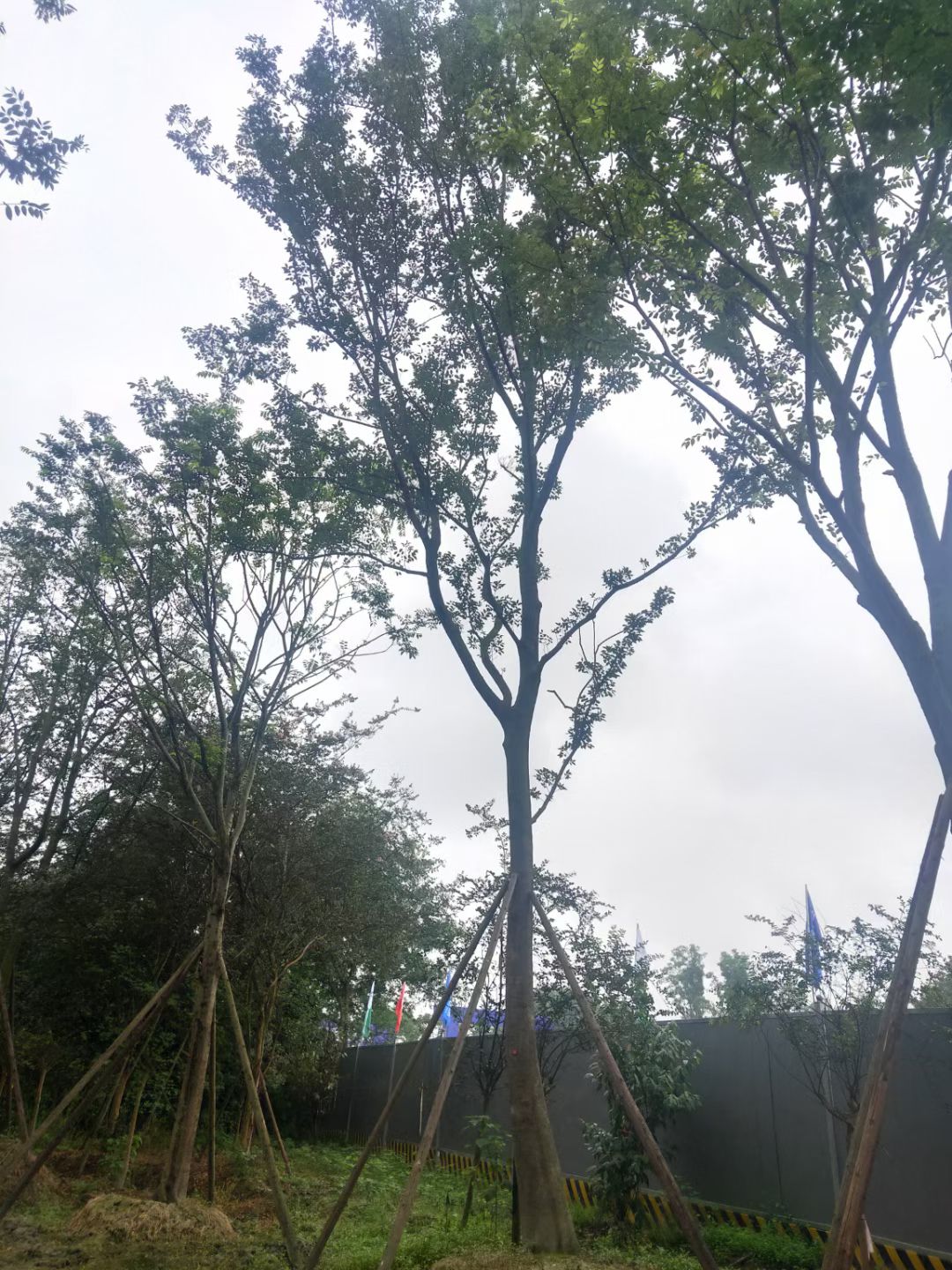 精品朴树，树形漂亮，自产自销，