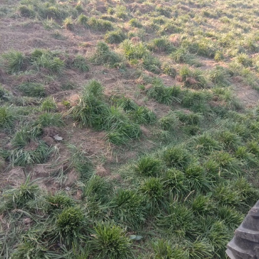 曹县麦冬草
