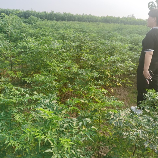 沈丘县苦楝树苗 楸树楝树