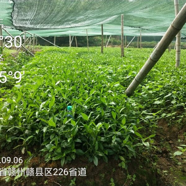 草珊瑚苗 /九节茶，自家苗圃无中间商赚差价，欢迎实地考察