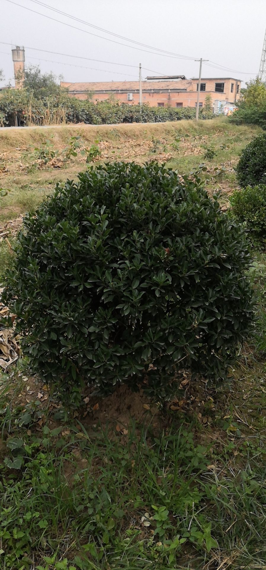 大叶冬青  大叶黄杨球（1.2—1.5）