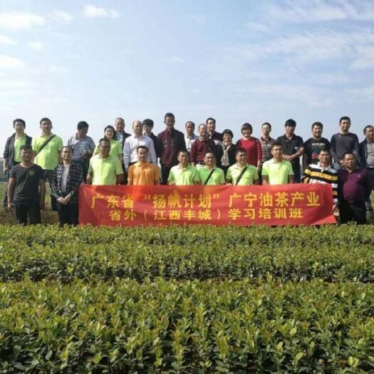 万载县 高产嫁接油茶苗长林系列优质中大果茶子树苗出油率高木子油茶籽苗