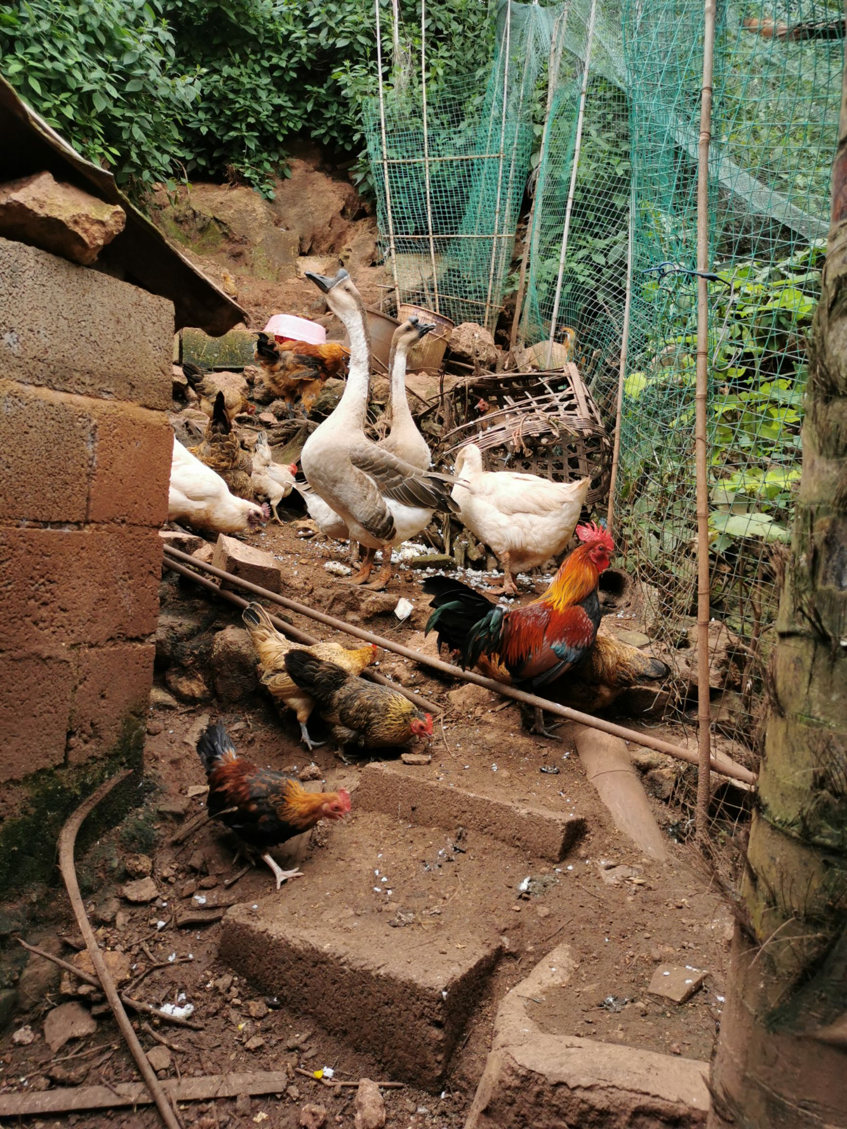 茶花山鸡蛋  云南保山本地林下散养茶花鸡蛋
