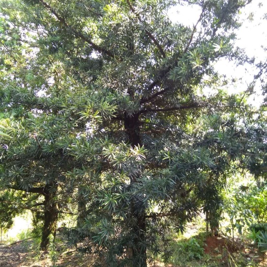 桃源县中叶罗汉松 